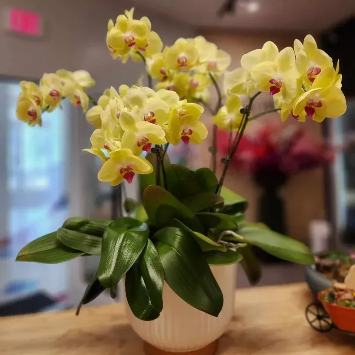 Premium Orchid Arrangement - Best Flower Bouquet Price RS 1000 in Kathmandu - koseliqueen handmade flowers Nepal